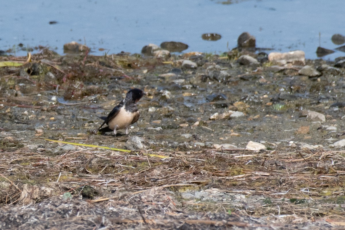 Barn Swallow (White-bellied) - ML640086684