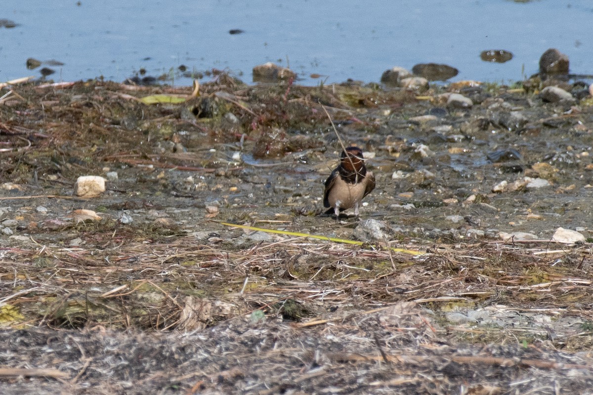 Barn Swallow (White-bellied) - ML640086686