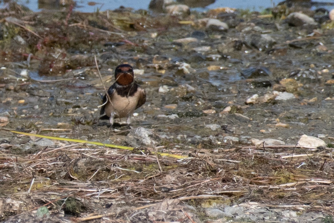Barn Swallow (White-bellied) - ML640086688