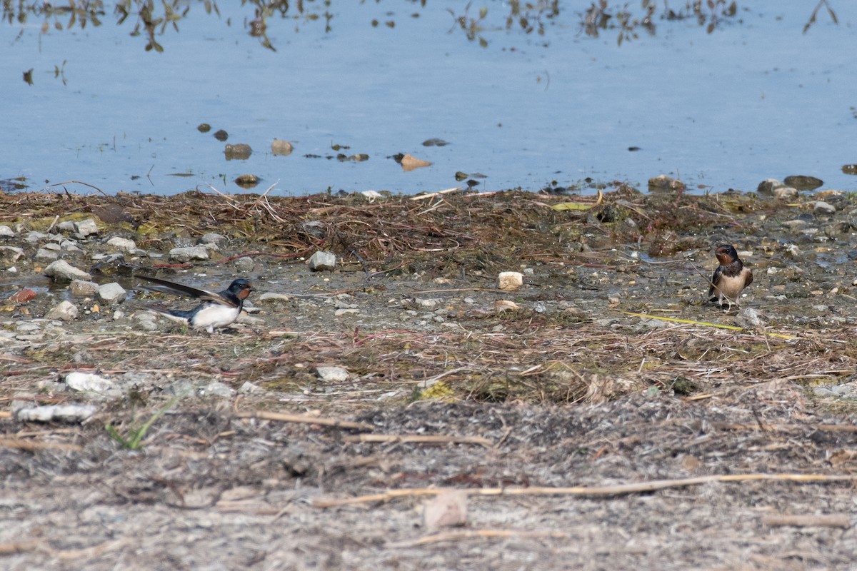 Barn Swallow (White-bellied) - ML640086689