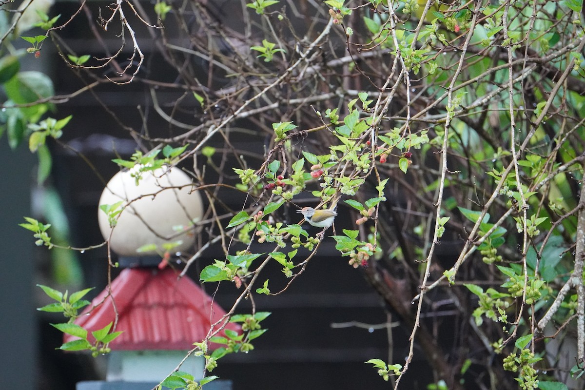 Common Tailorbird - ML640086694