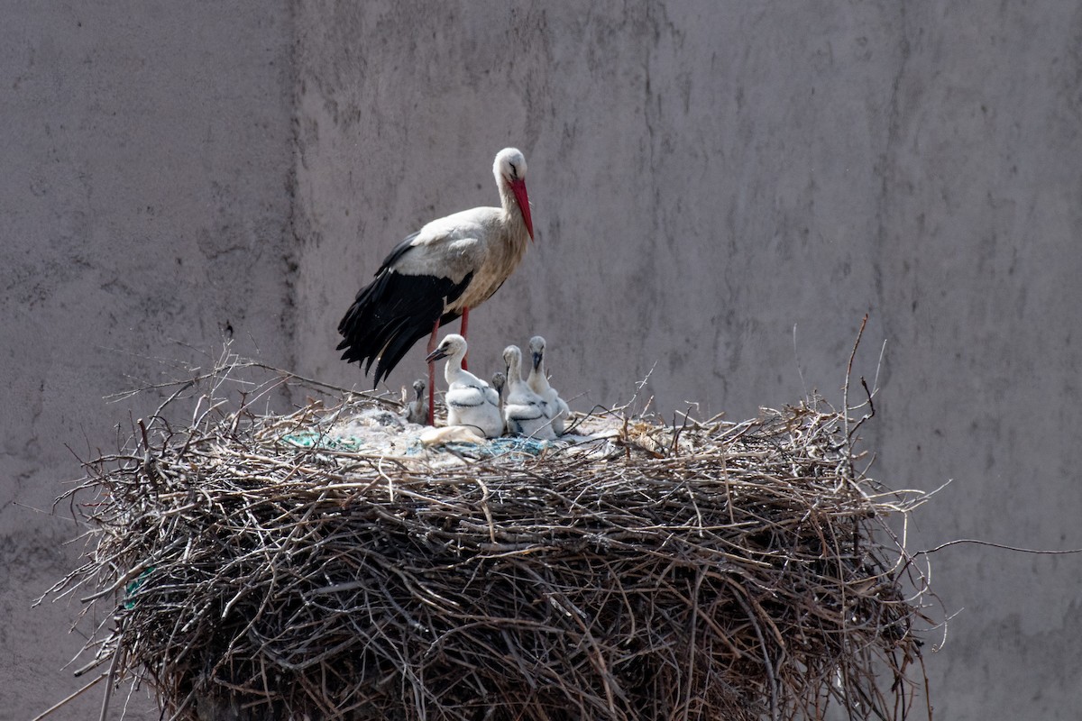 White Stork - ML640086712