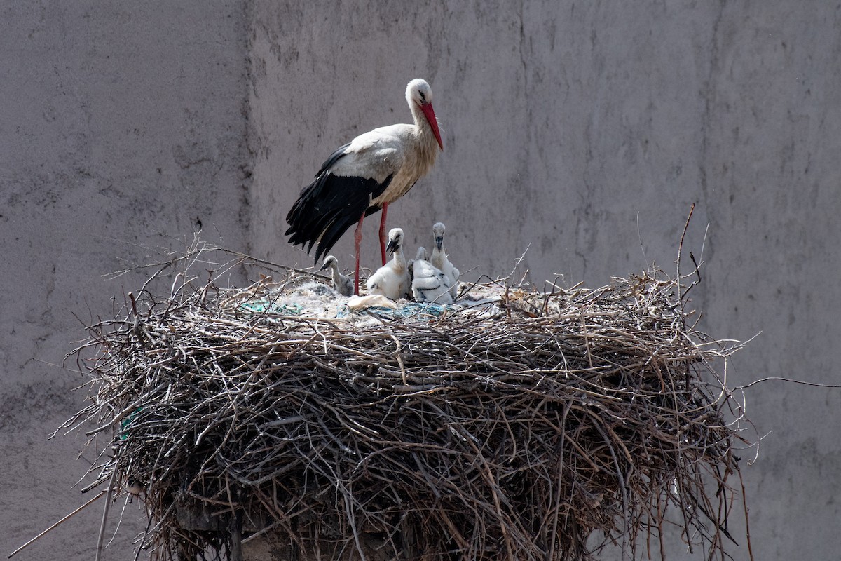 White Stork - ML640086717