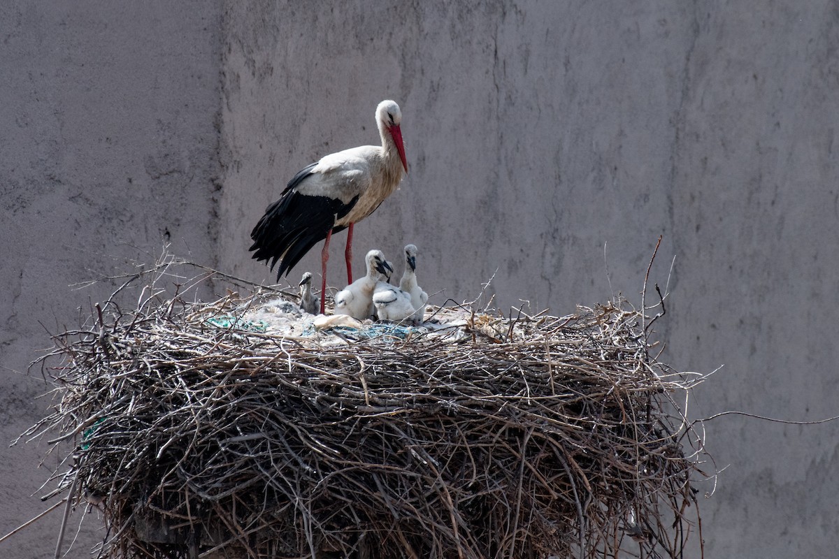 White Stork - ML640086730