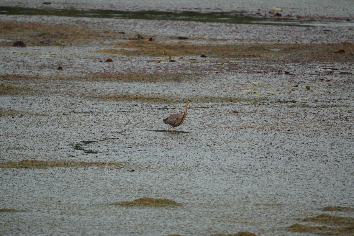 Зээрд дэглий - ML640086739