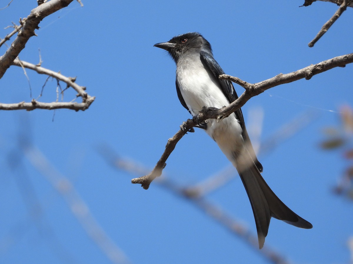 White-bellied Drongo - ML640086751