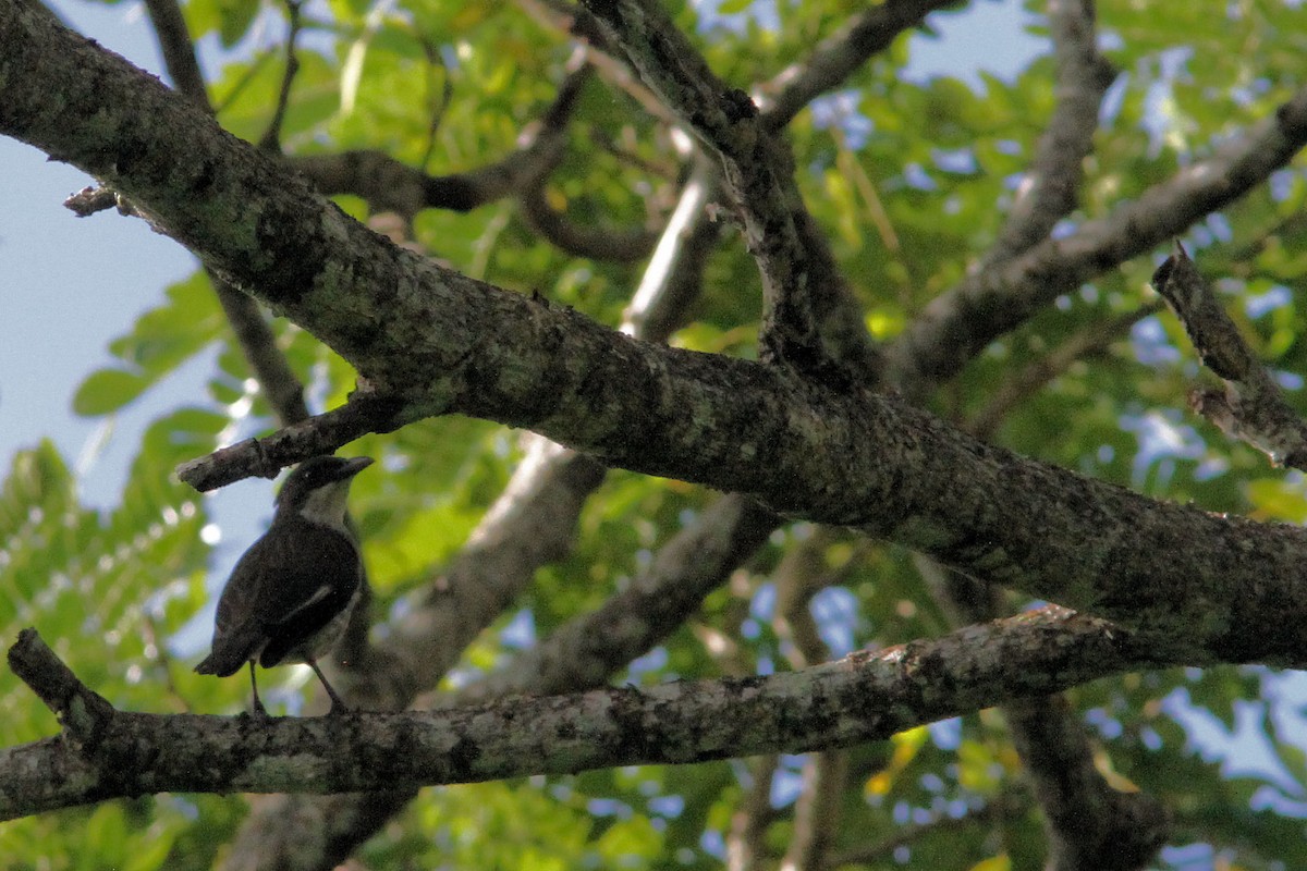 Polynesian Starling - ML640086834