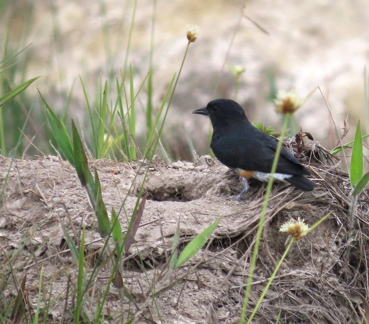 Swallow-winged Puffbird - ML640086849