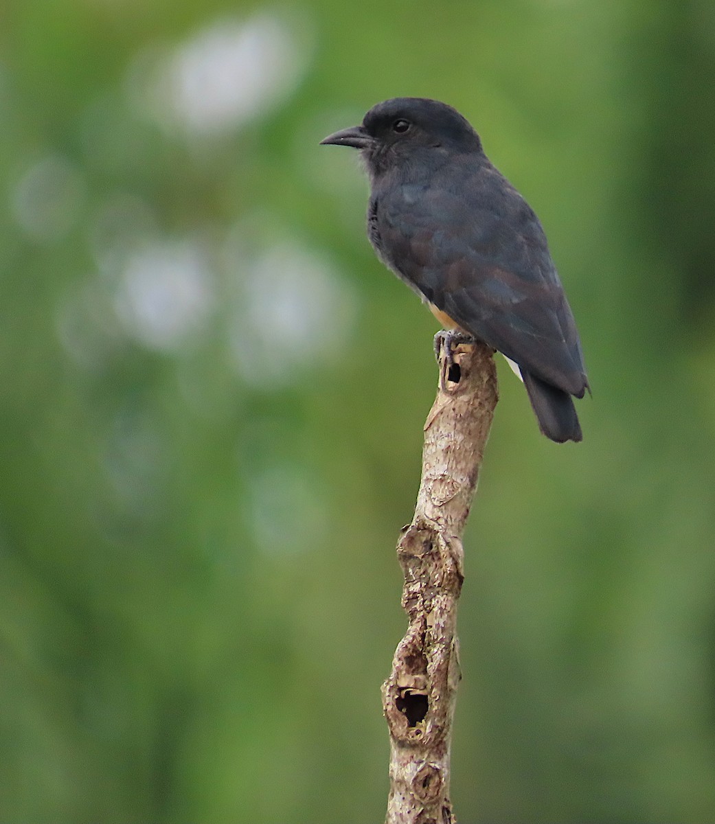 Swallow-winged Puffbird - ML640086851