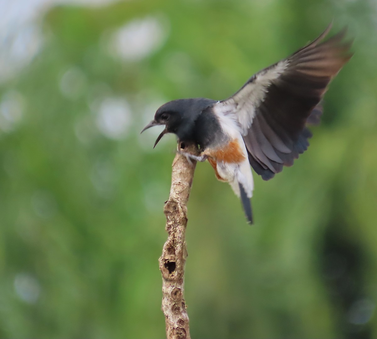 Swallow-winged Puffbird - ML640086857