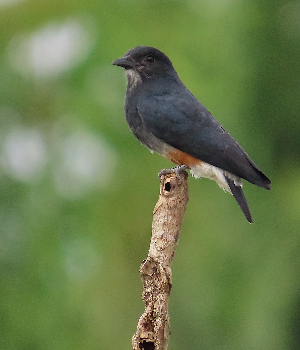 Swallow-winged Puffbird - ML640086863