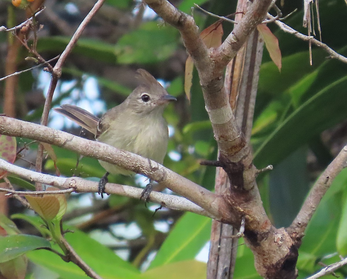 Plain-crested Elaenia - ML640086889