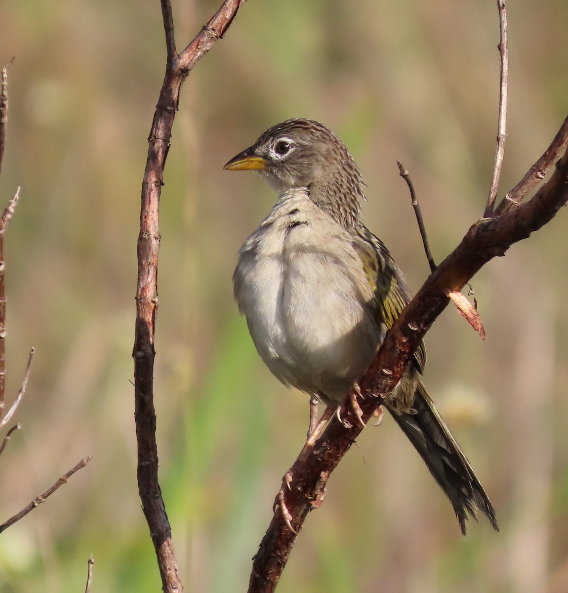 Wedge-tailed Grass-Finch - ML640086941