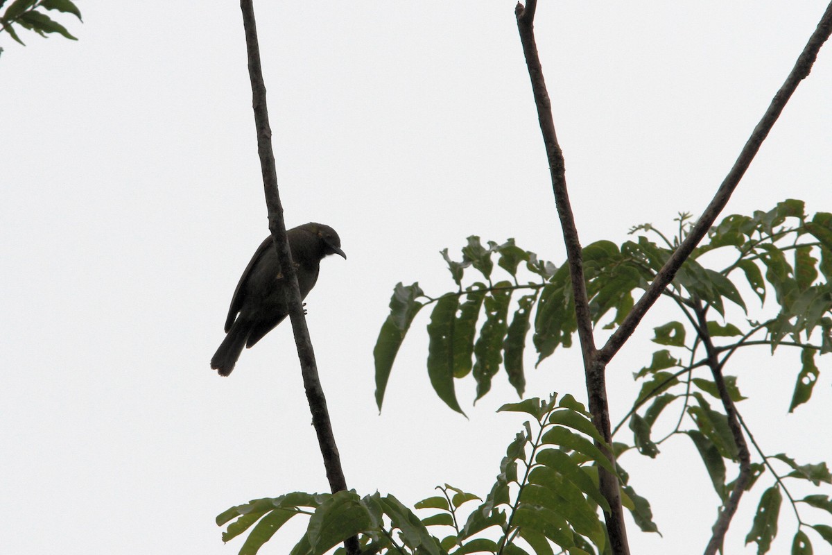 Northern Wattled-Honeyeater - ML640086953