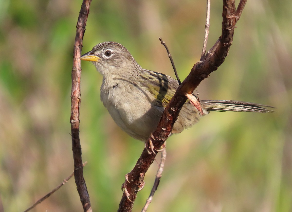 Wedge-tailed Grass-Finch - ML640086968