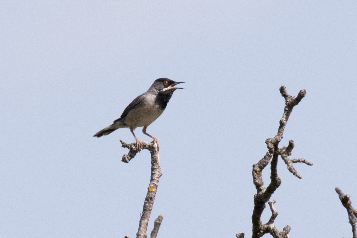 Rüppell's Warbler - ML640086980