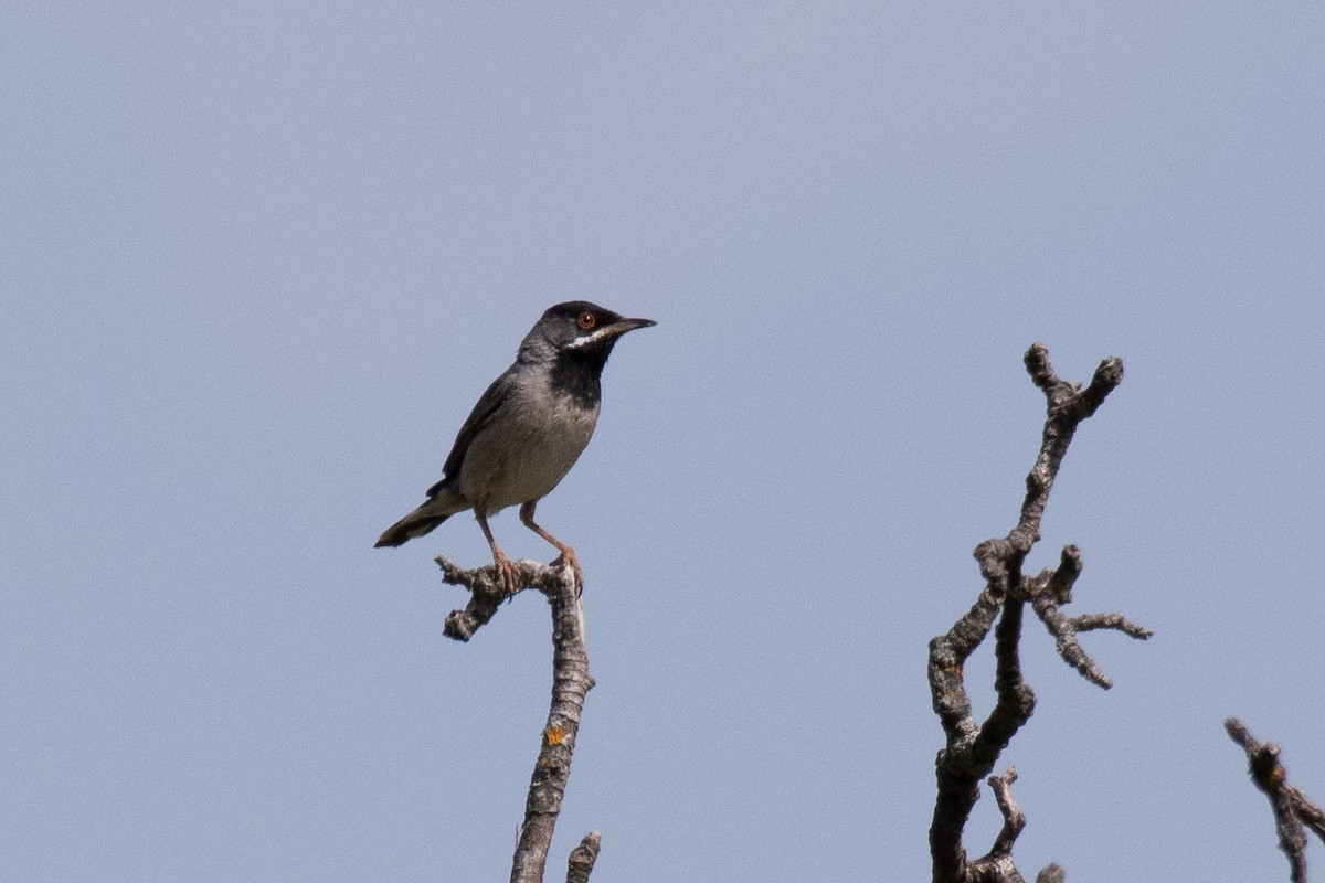 Rüppell's Warbler - ML640086981