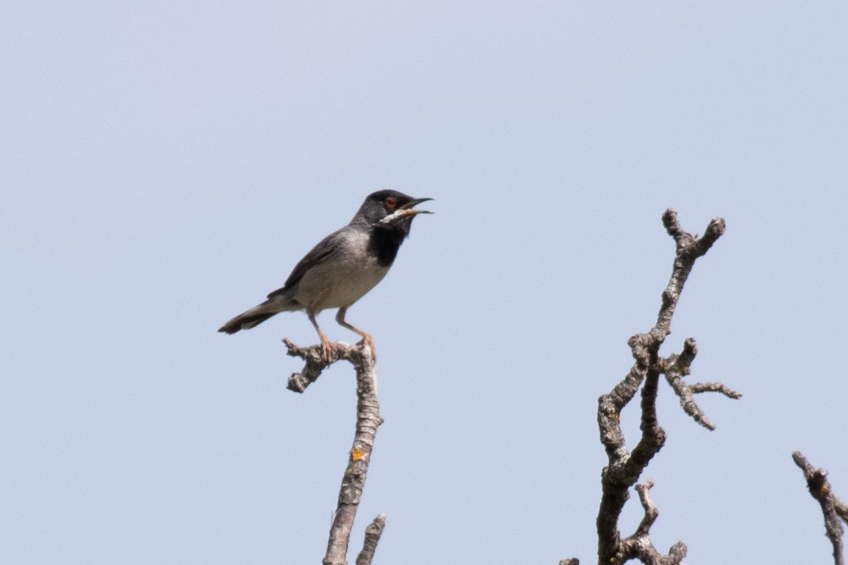 Rüppell's Warbler - ML640086982