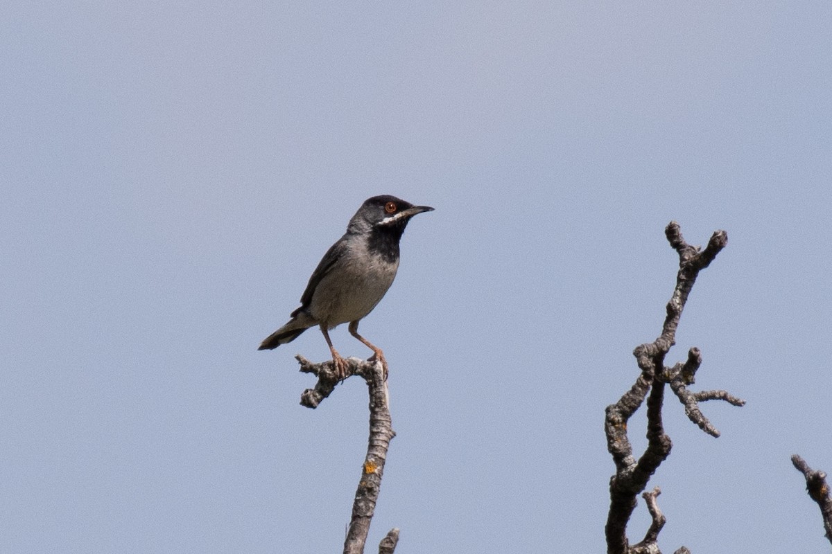 Rüppell's Warbler - ML640086983