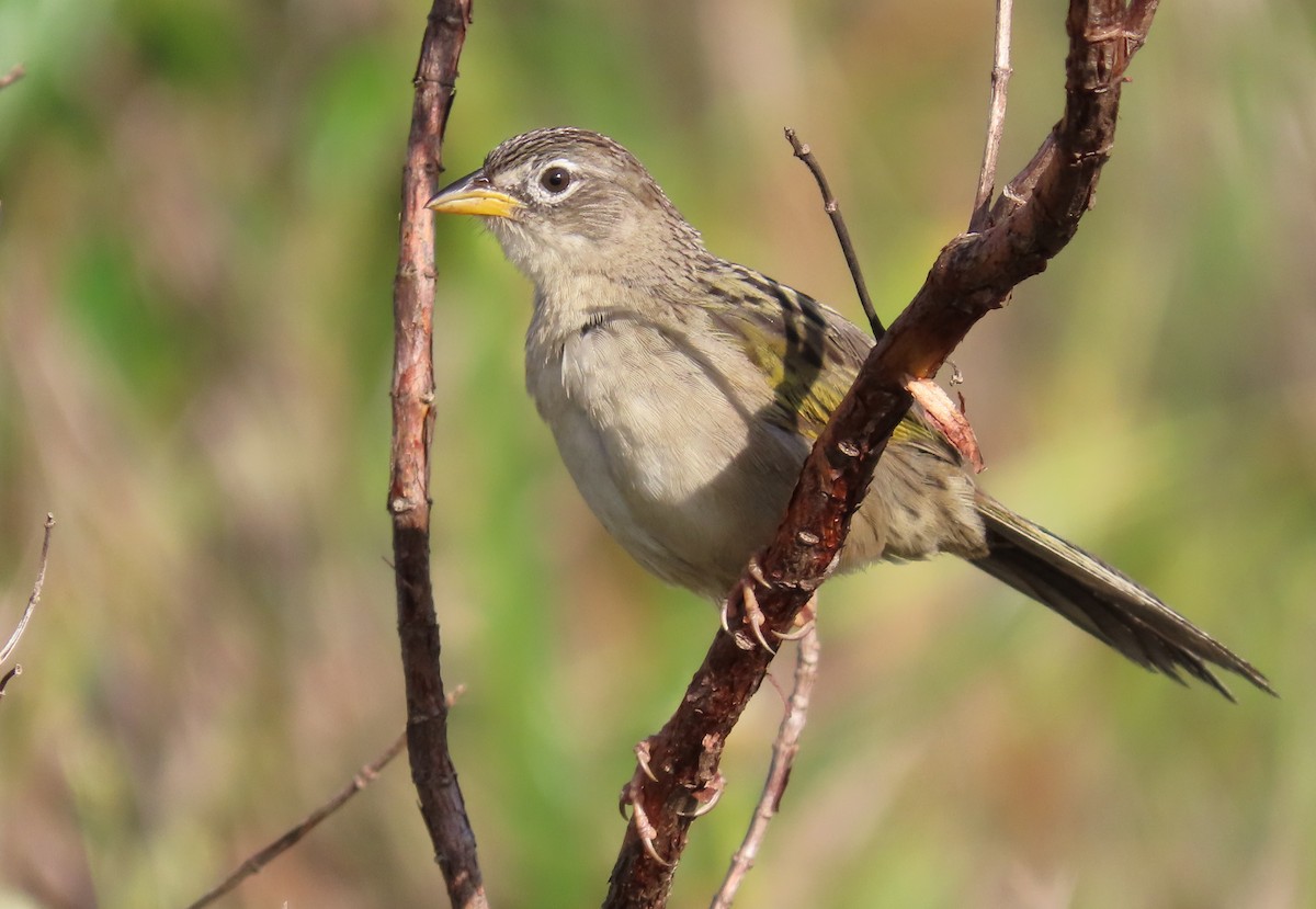 Wedge-tailed Grass-Finch - ML640086987