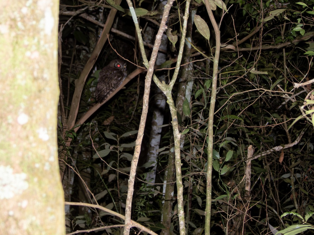 Long-tufted Screech-Owl - ML640087019