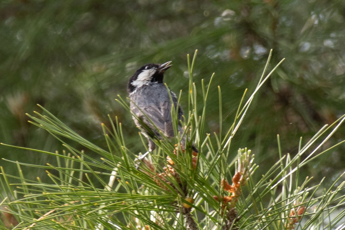 Coal Tit (Continental) - ML640087068