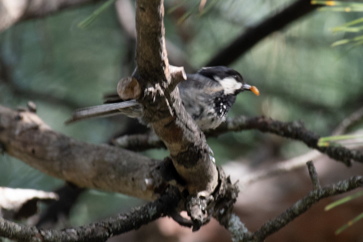 Coal Tit (Continental) - ML640087069