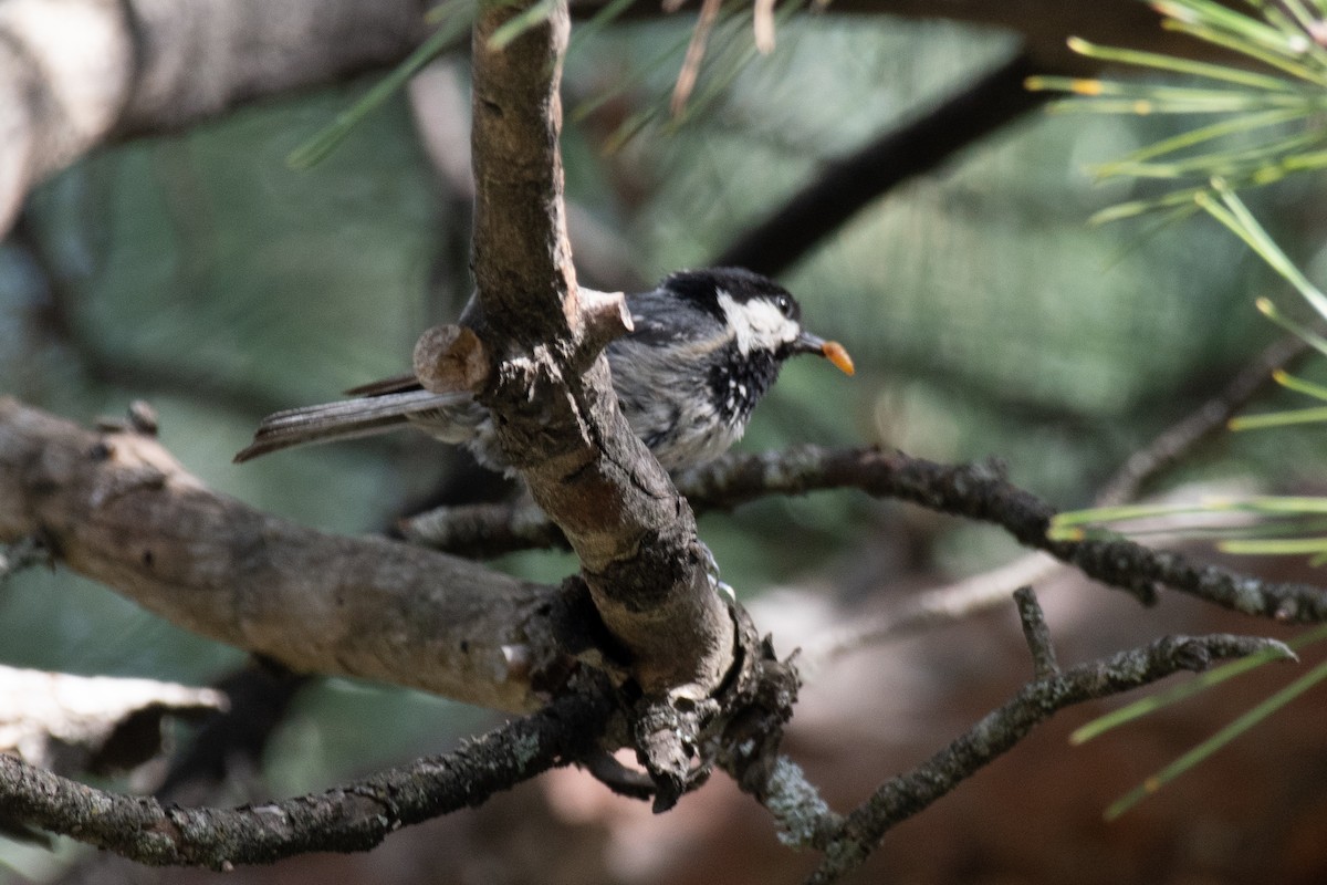 Coal Tit (Continental) - ML640087070