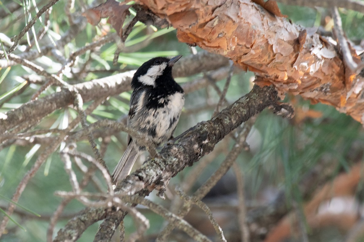 Coal Tit (Continental) - ML640087071