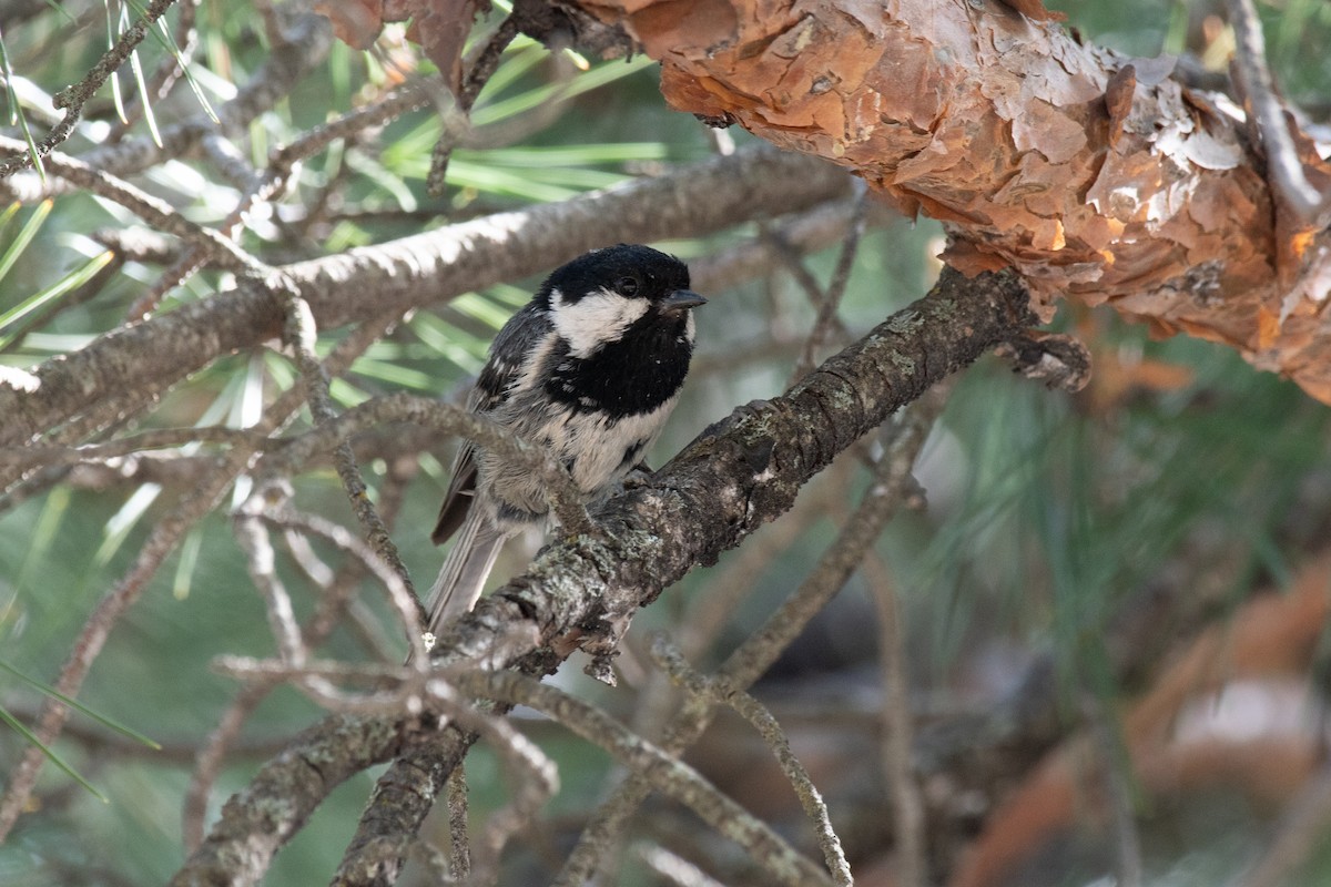 Coal Tit (Continental) - ML640087074
