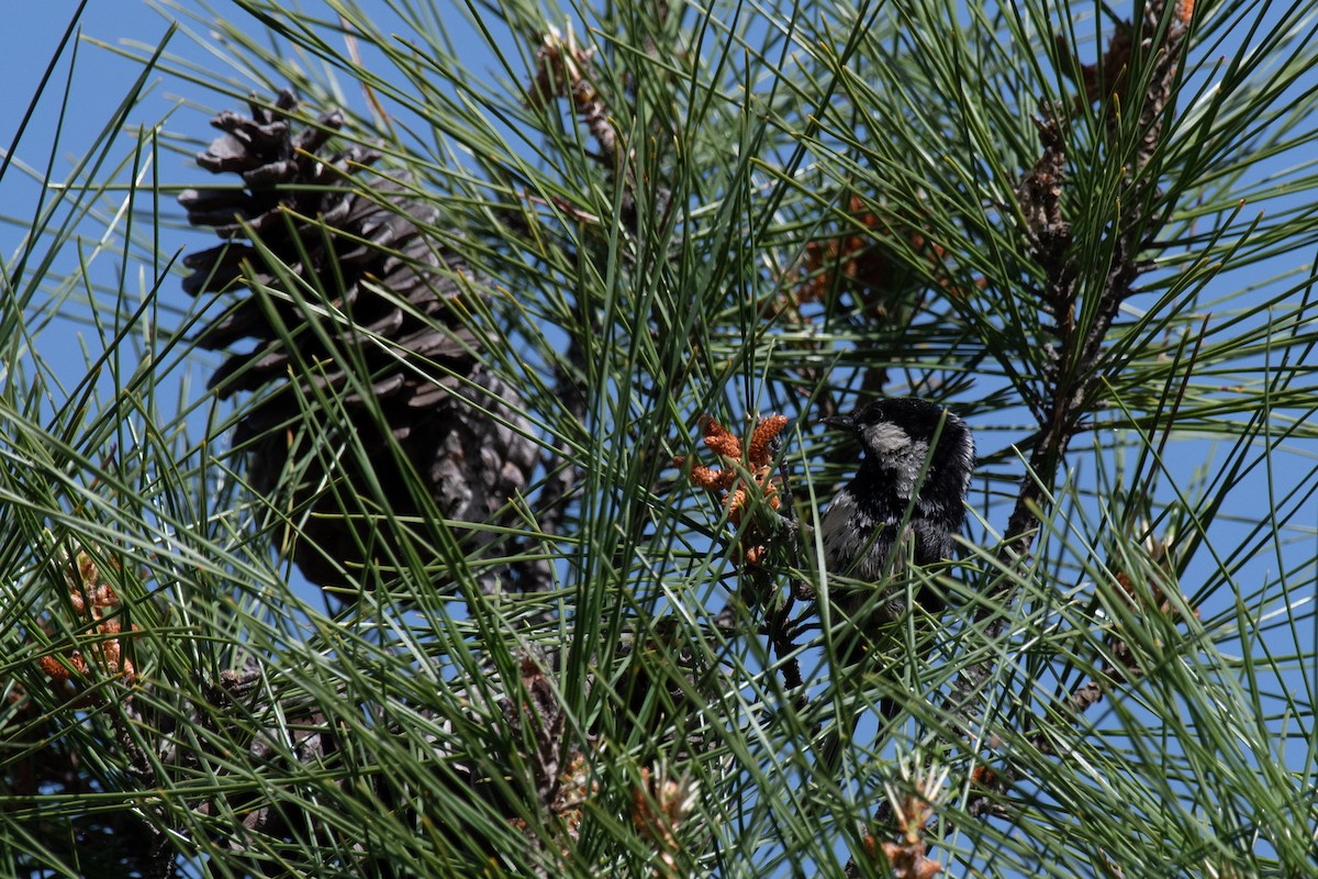 Coal Tit (Continental) - ML640087075