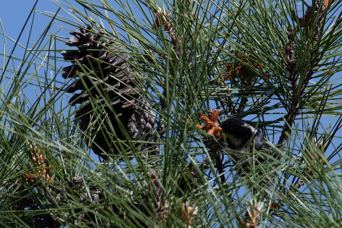 Coal Tit (Continental) - ML640087076