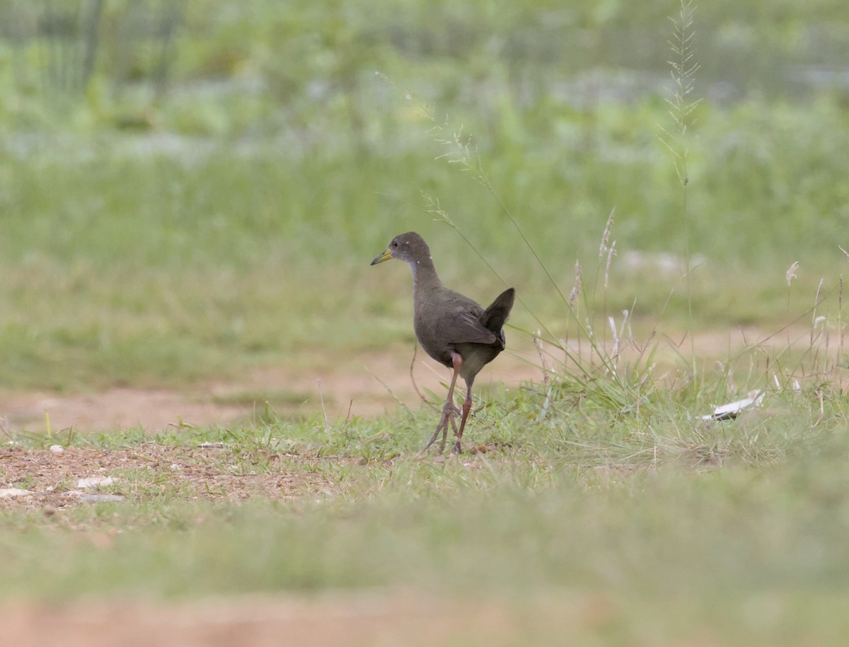 Brown Crake - ML640087122