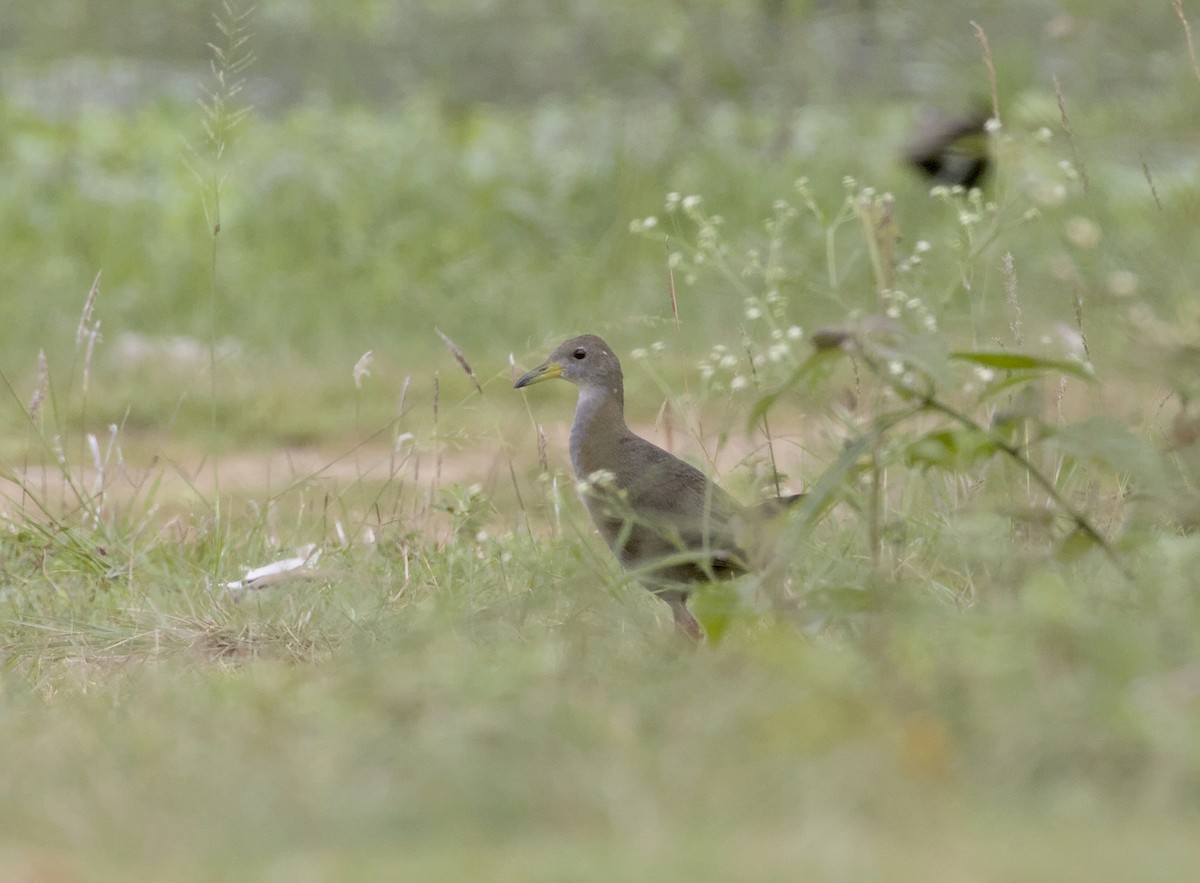 Brown Crake - ML640087123