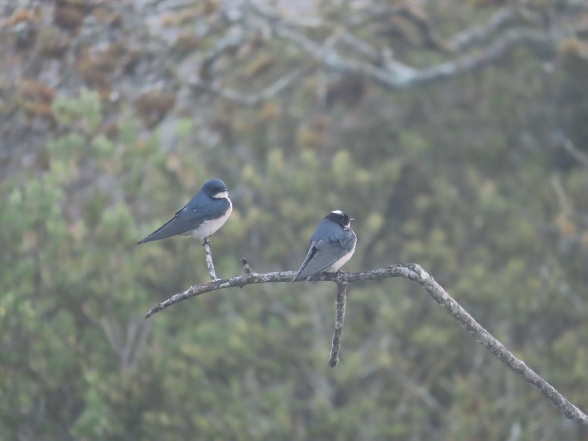 Pearl-breasted Swallow - ML640087131