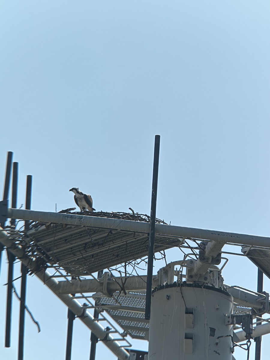 Osprey - ML640087133