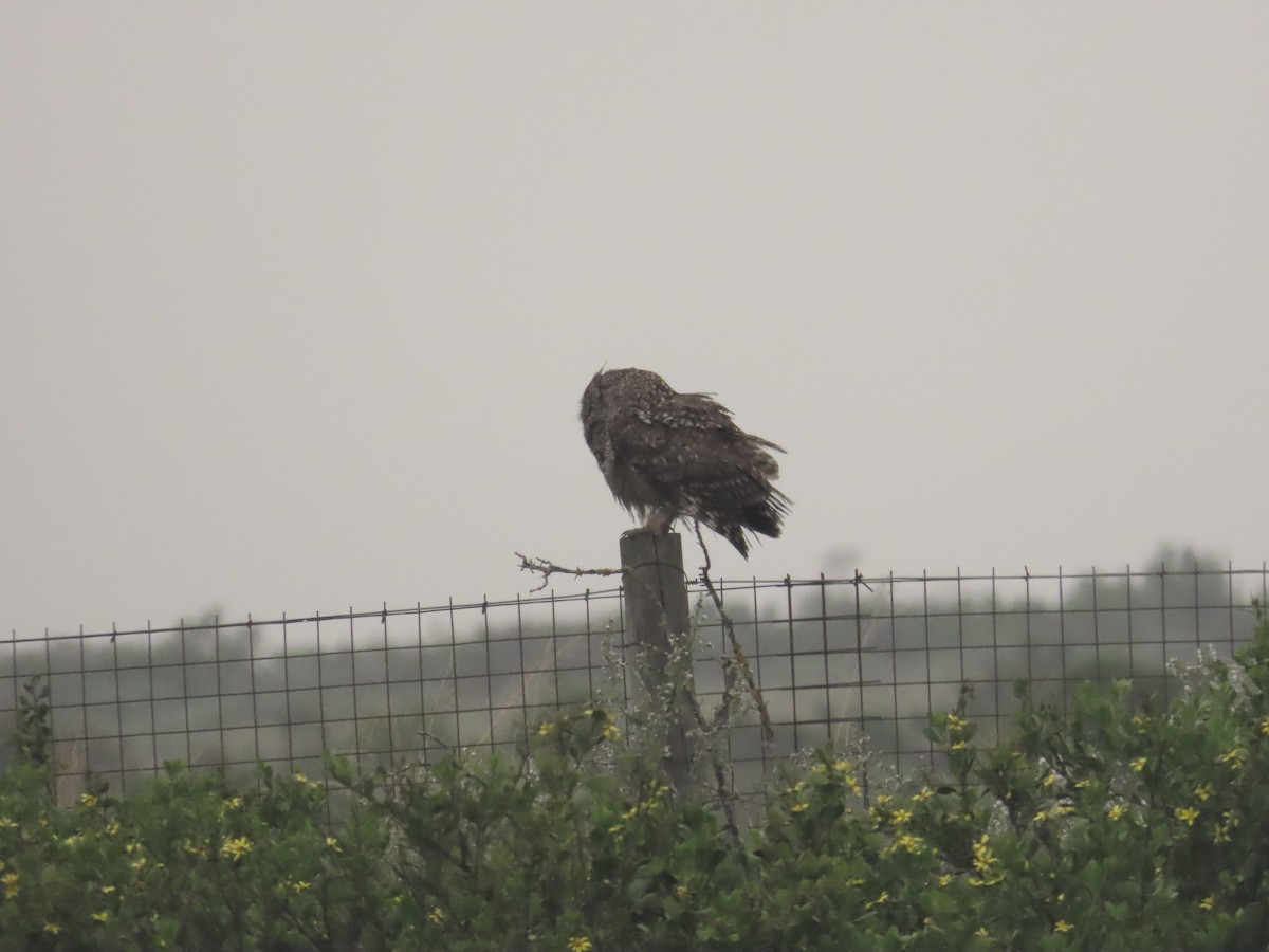 Spotted Eagle-Owl - ML640087200