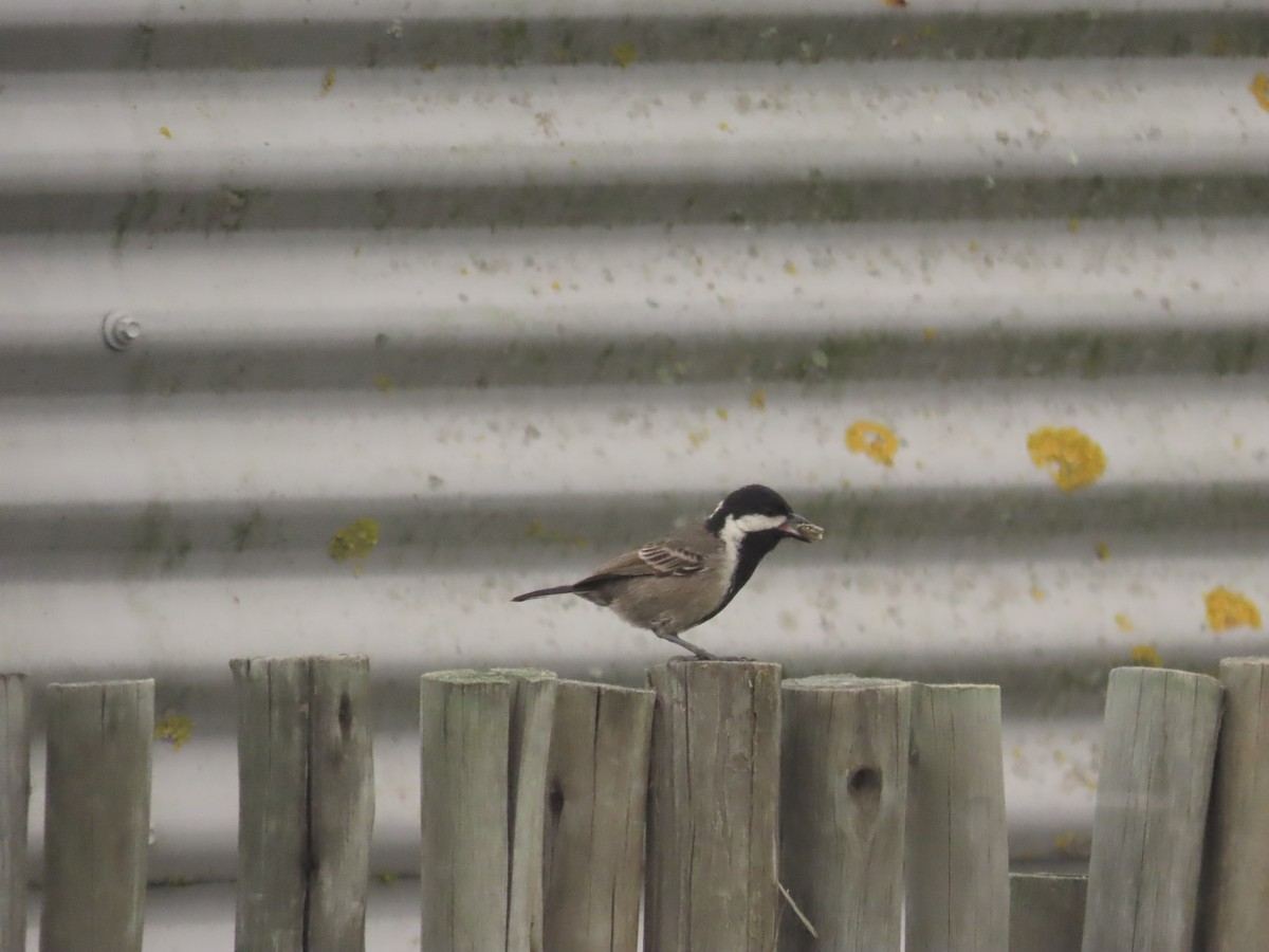 Gray Tit - ML640087263