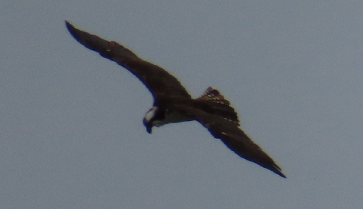 Osprey - ML640087299