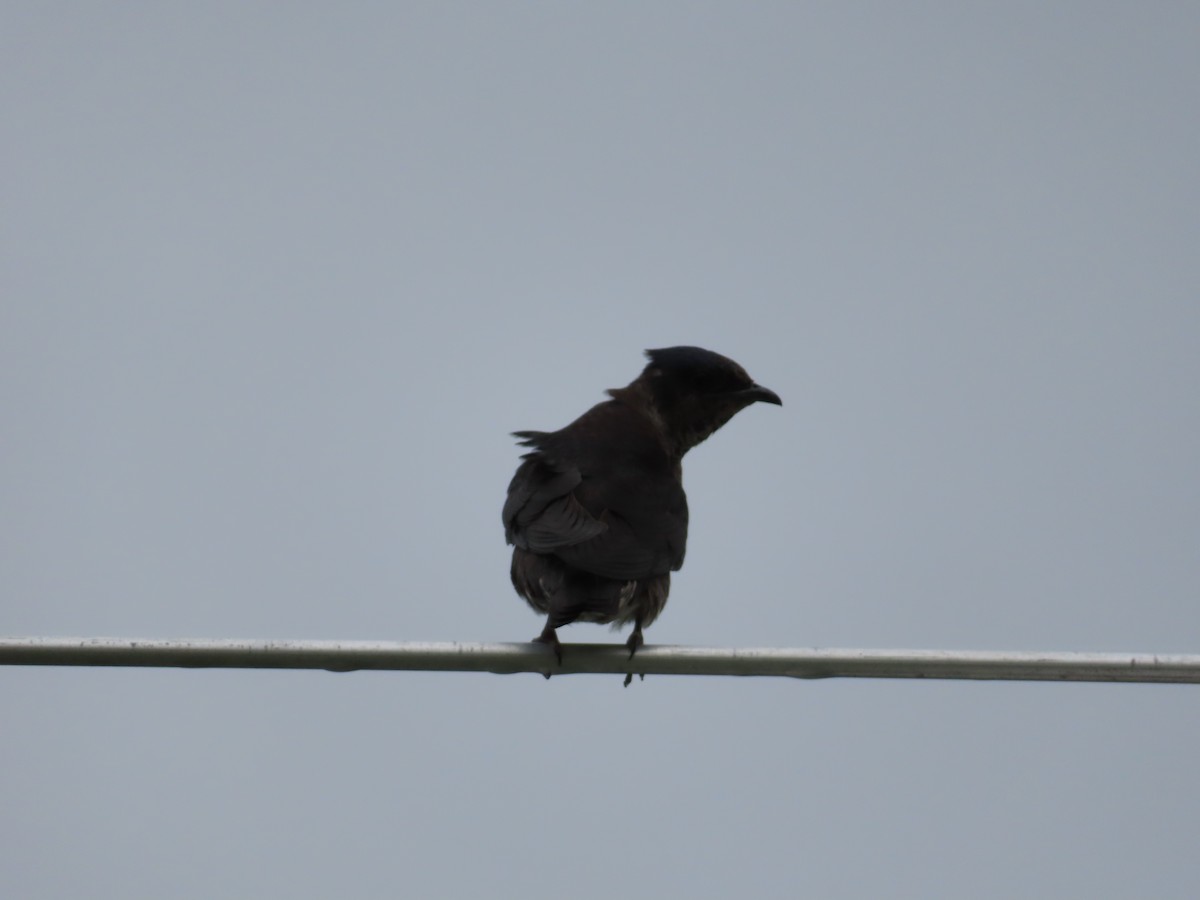 Purple Martin - ML640087304
