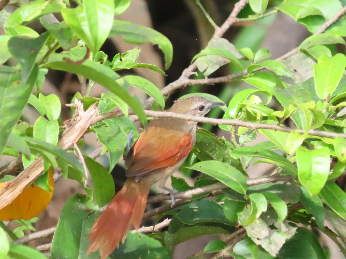 Plain-crowned Spinetail - ML640087313