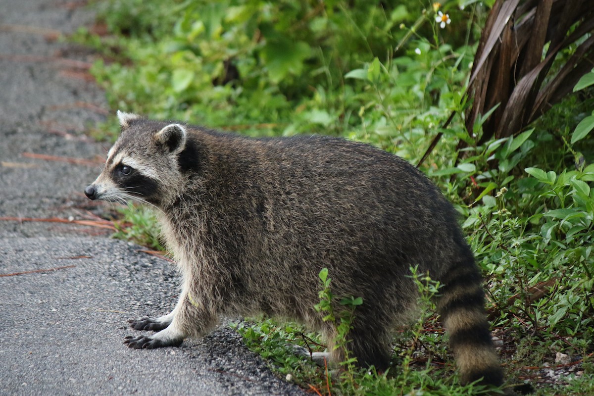 Tiere - ML640087372