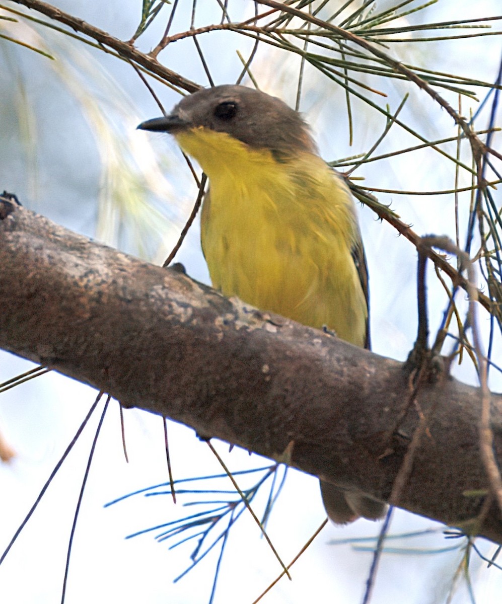 Golden-bellied Gerygone - ML640087381