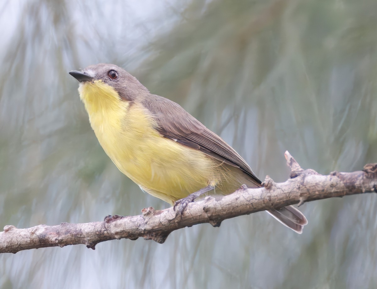 Golden-bellied Gerygone - ML640087382