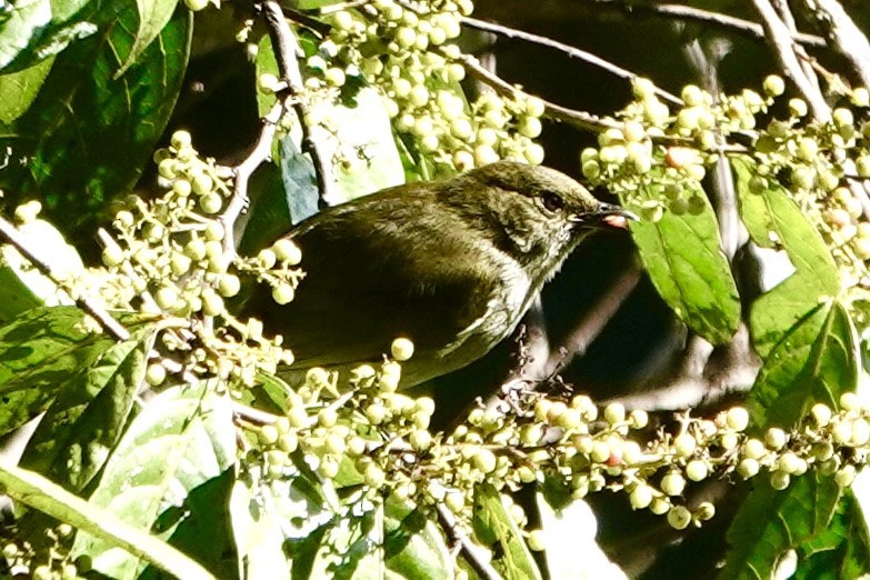 Loria's Satinbird - ML640087435