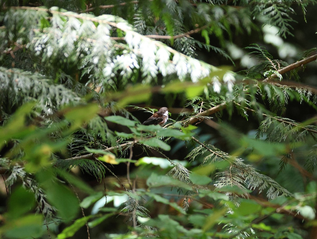 Chestnut-backed Chickadee - ML640087480