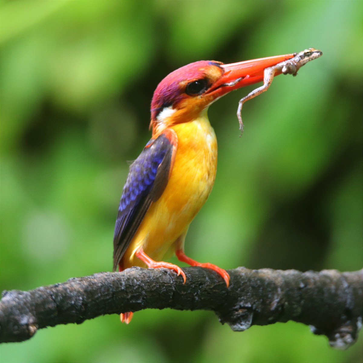 黑背三趾翠鳥 - ML640087649