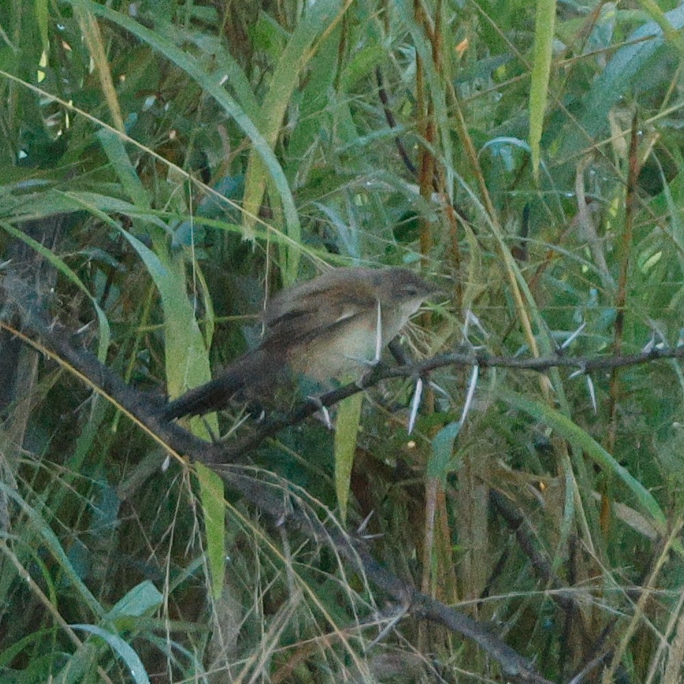 Fan-tailed Grassbird - ML640087837