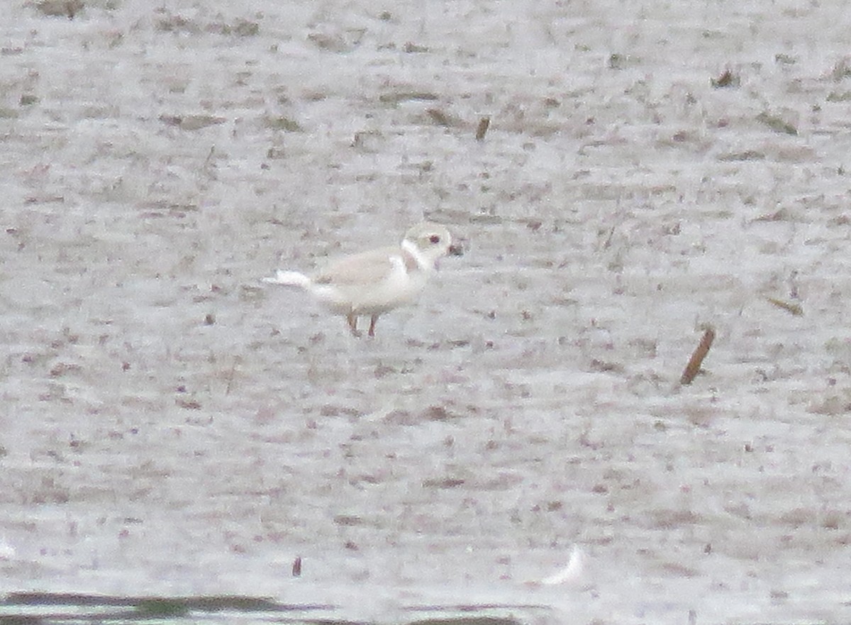 Piping Plover - ML640087898
