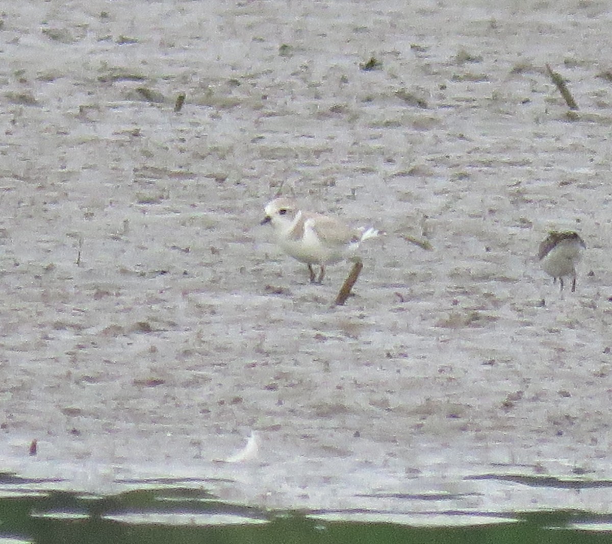 Piping Plover - ML640087919
